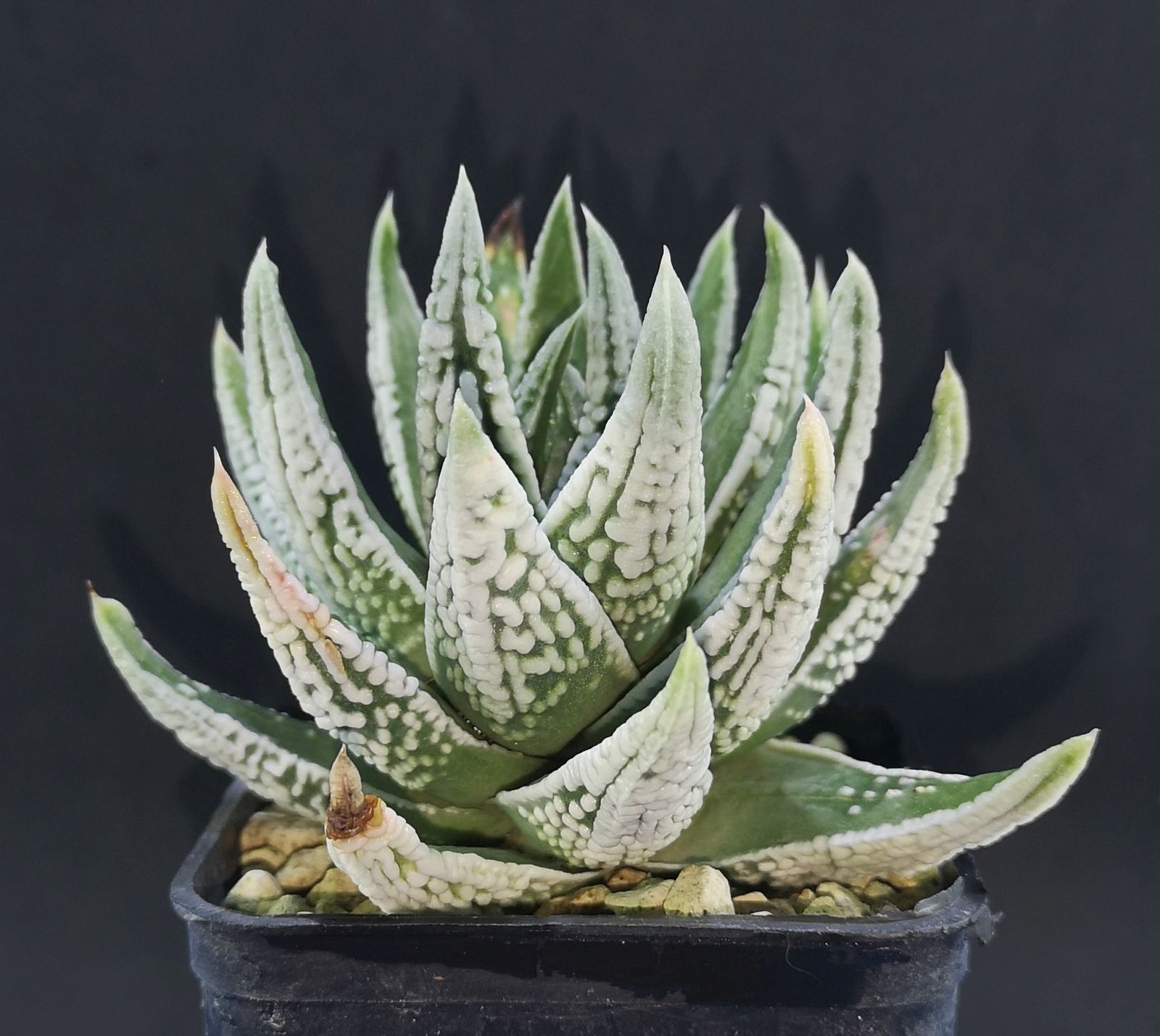 Haworthia / Tulista ' EMPEROR'